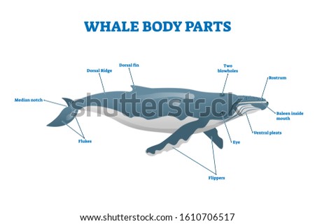 Whale body parts vector illustration. Labeled educational mammal structure. Huge underwater creature from anatomical, biological and zoological aspect. Scheme with blowholes, ridge, fin and flippers.
