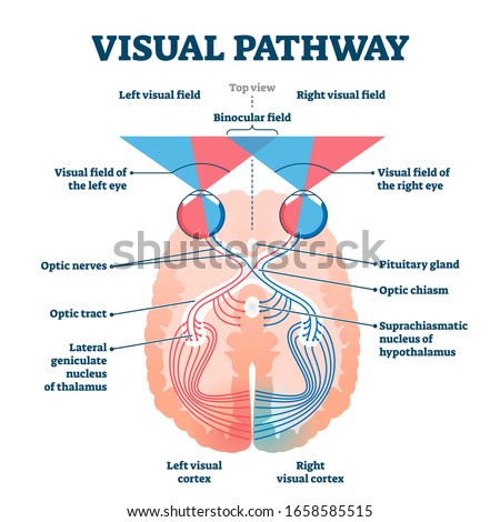 Visual pathway medical vector illustration diagram. Eye and brain anatomical system with optic nerves and visual cortex. Educational human vision explanation scheme with visual and binocular fields. 商業照片 © 