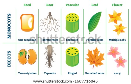 Monocots and dicots vector illustration. Labeled plant comparison division scheme. Educational graphic with seed, root, vascular, leaf and flower differences from botany aspect. School biology handout