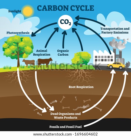 Carbon cycle vector illustration. Labeled CO2 biogeochemical process scheme. Educational exchange diagram with animal respiration, photosynthesis, transportation and factory emissions and fossil fuel.