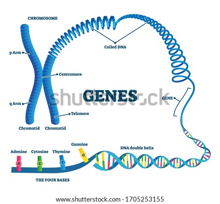 Genes vector illustration. Educational labeled structure example scheme. Adenine, sytosine, thumine and guanine closeup part of coiled helix DNA. Chromosome division with arms, chromatid and telomere. 商業照片 © 