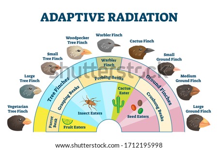 Adaptive radiation vector illustration. Labeled birds diet evolution diagram. Darwin's finch scheme explanation with wildlife food sources and beak styles. Biology process educational handout graphic.