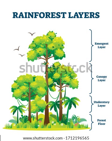 Rainforest layers vector illustration. Jungle vertical structure educational scheme. Graphic with emergent, canopy, understory and floor levels. Amazon woods botanic explanation with flora and fauna.