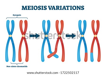 Meiosis variations vector illustration. Educational genetic cell division. Scheme with synapsis and non sister chromatids. Diagram with meiosis stages and duplication. Crossed over chromosomes example