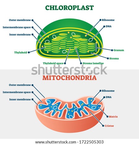 Dna Drawing Labeled | Free download on ClipArtMag