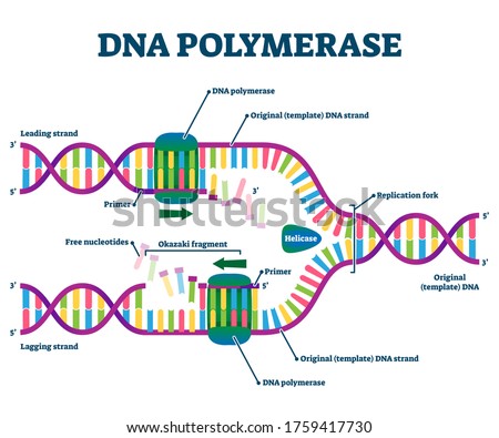 DNA Polymerase enzyme syntheses labeled educational vector illustration. Genetic chemistry and structural replication fragment scheme. Diagram with educational Okazaki, primer, and leading strand info