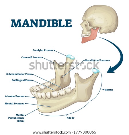 Mandible jaw bone labeled anatomical structure scheme vector illustration. Educational bone titles description and human mouth explanation. Ramus, chin, foramen, alveolar and sublingual fossa location