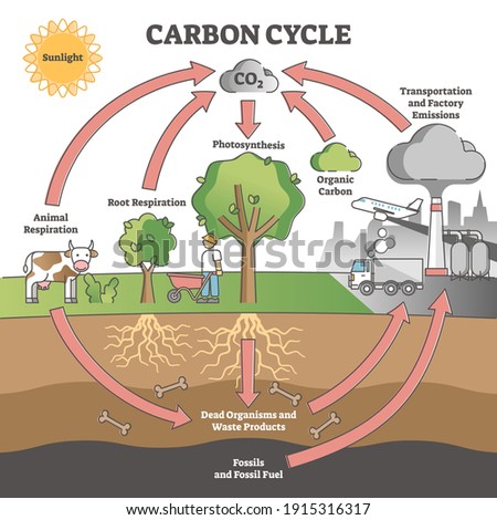 Carbon cycle with CO2 dioxide gas exchange process scheme outline concept. Photosynthesis, respiration and transport or factory emissions as biochemical system labeled explanation vector illustration.