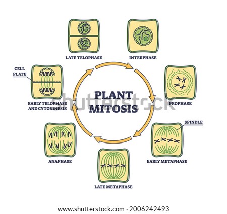 Plant cell mitosis and cellular division in educational outline diagram. Biological process for parent cell split in two daughter parts vector illustration. Microbiological scheme with phases circle.