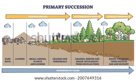 Primary succession and ecological growth process stages outline diagram. Labeled educational species progress explanation with time axis for organic matter long term formation vector illustration.