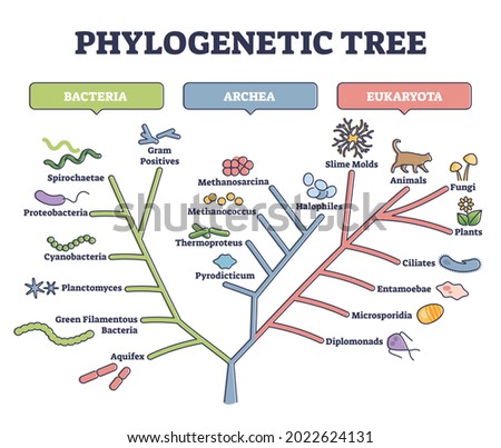 Phylogenetic tree, phylogeny or evolutionary classification outline diagram. Labeled educational scheme with bacteria, archea and eukaryota vector illustration. Organisms ancestor origin history.