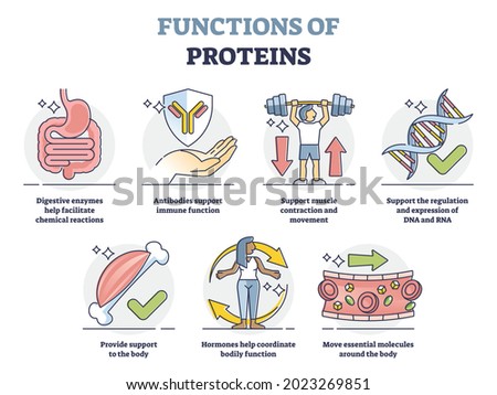 Functions of proteins with anatomical roles in body outline collection set. Labeled educational list with molecules support for immune system, muscle strength and transportation vector illustration.