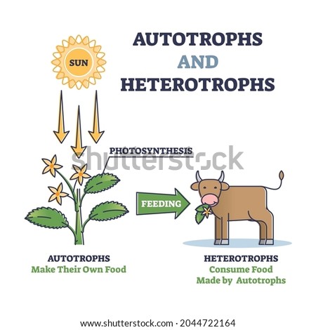 Autotrophs or producers and heterotrophs or consumers as nature energy source division outline diagram. Photosynthesis for plants and food for animals as biological classification vector illustration. Photo stock © 