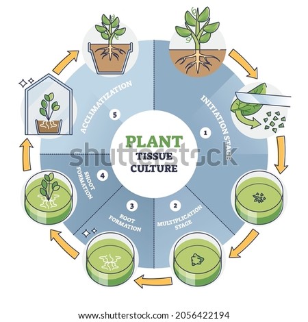 Plant tissue culture process stages with cells growth steps outline diagram. Labeled educational technique explanation with initiation, multiplication and acclimatization for micropropagation method.