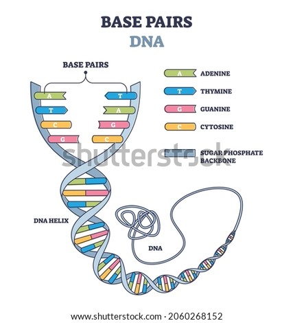 Base pairs of the DNA molecule chains, vector illustration outline diagram. Illustrated DNA helix spiral model. Genetic instructions for the functioning, growth and reproduction of all known organisms 商業照片 © 