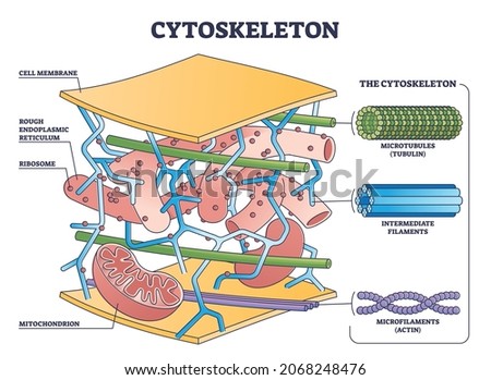 Cytoskeleton structure as complex dynamic network of interlinking protein filaments outline diagram. Labeled educational cell with microtubules and microfilaments explanation vector illustration.