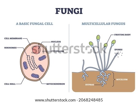 Fungi as basic fungal cell and multicellular fungus structure outline diagram. Biological microscopic organism inner parts vs fruiting body or mushroom with spores and mycelium vector illustration. Stock foto © 
