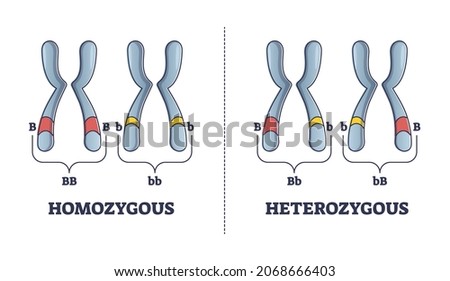 Heterozygous vs homozygous parent gene differences comparison outline diagram. Labeled educational individuals carrying two identical alleles inheritance to mutated chromosomes vector illustration.