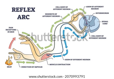 Reflex arc explanation with pain signals and receptor impulse outline diagram. Labeled education neuron direction path scheme with muscle contraction and sensory axon of efferent vector illustration.