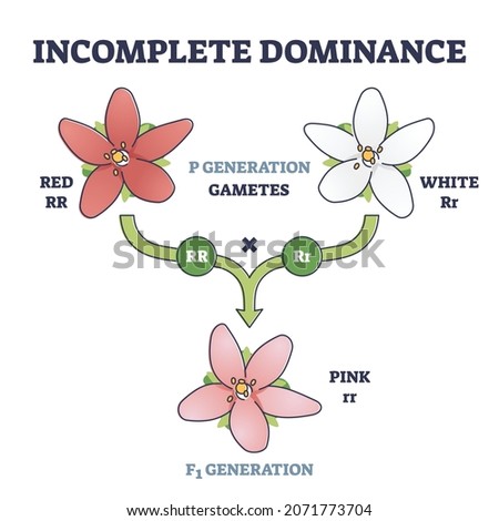 Incomplete dominance and new generation alleles variants outline diagram. Labeled gametes parents crossed to produce an intermediate mixed offspring not dominant or recessive type vector illustration.