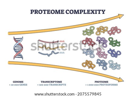 Proteome complexity as cellular complex microcosm outline diagram. Labeled educational scheme with genome, transcriptome and proteome representation vector illustration. RNA editing and synthesis.