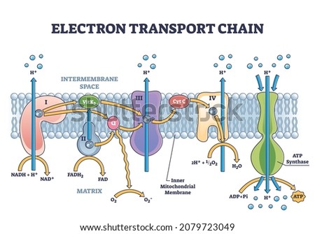 Electron transport chain as respiratory embedded transporters outline diagram. Labeled educational detailed protein complexes scheme with ATP synthase, NADH and FADH2 process vector illustration. Stockfoto © 
