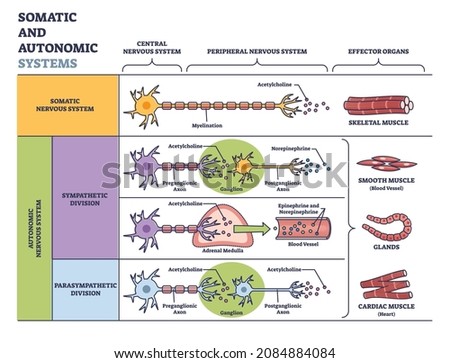 Somatic vs autonomic nervous system in detailed division outline diagram. Labeled educational sympathetic and parasympathetic scheme with body muscle examples and effector organs vector illustration.