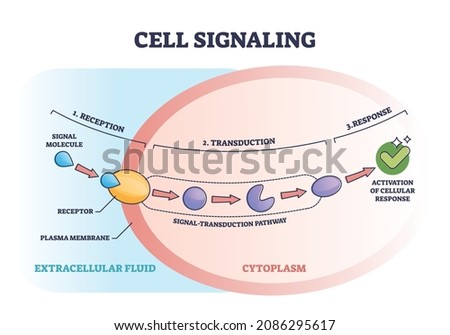 Cell or bio signaling with signal molecule pathway stages outline diagram. Labeled educational reception, transduction and response steps from receptor to response activation vector illustration. Сток-фото © 