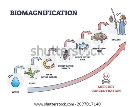 Biomagnification with toxic and poisonous mercury concentration outline diagram. Labeled educational dangerous food chain gradual contamination from algae, insects, fish to humans vector illustration. Сток-фото © 