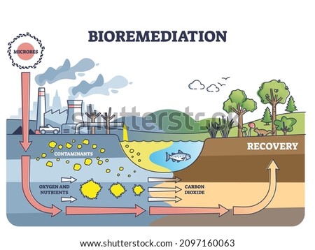Bioremediation and contaminated soil or water recovery with adding microbes outline diagram. Labeled educational process description with stages for toxic pollution reduction vector illustration.
