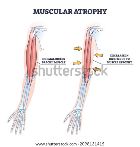 Muscular Strength Clipart | Free download on ClipArtMag