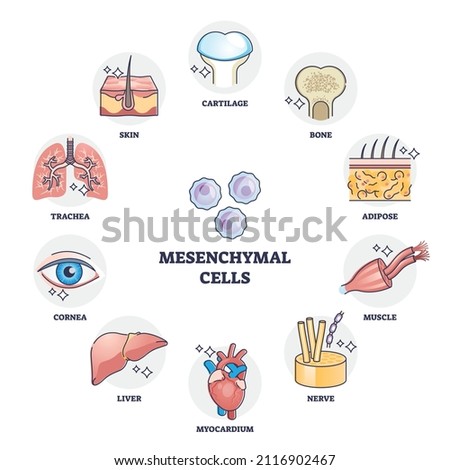 Mesenchymal stem cells multiple differentiation potential outline diagram. Labeled educational anatomical multipotent signaling examples with stromal cells variety in human body vector illustration.