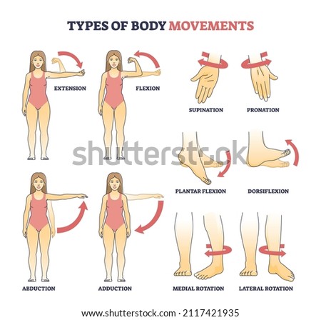 Types of body movements with muscular motion pose examples outline diagram. Labeled educational medical movement of hand, arm and leg as extension, flexion, abduction and adduction vector illustration Foto stock © 