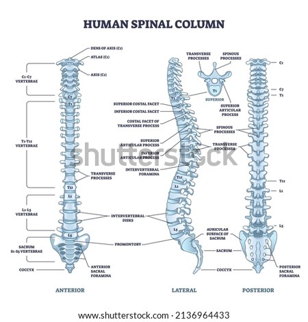 Human spinal column structure with backbone and spine skeletal anatomy outline diagram. Labeled educational human back description and detailed anterior, lateral or posterior view vector illustration.