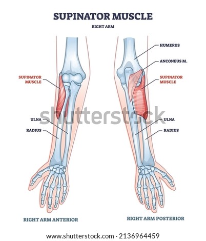 Supinator muscle with right arm anatomical bone structure outline diagram. Labeled educational scheme with medical anterior and posterior hand view vector illustration. Humerus, anconeus and ulna xray