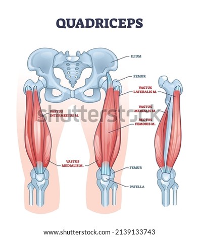 Quadriceps muscle and quads leg muscular or bone anatomy outline diagram. Labeled educational medical scheme with vastus intermedius, medialis, lateralis or rectus femoris location vector illustration