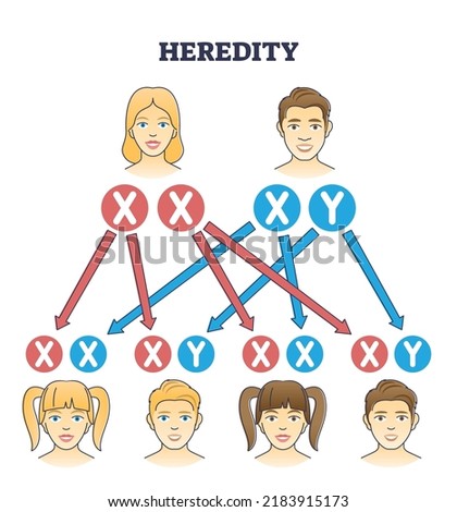 Heredity as genetic hair heritage from biological parents outline diagram. Educational explanation with scheme from mother and father traits to son and daughter characteristics vector illustration.
