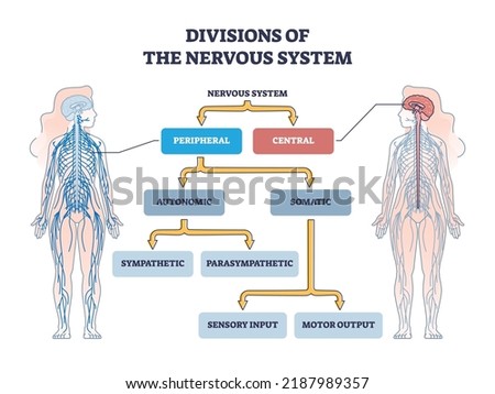 Divisions of peripheral and central nervous system anatomy outline diagram. Labeled educational scheme with autonomic and somatic or sympathetic and parasympathetic categories vector illustration. Photo stock © 