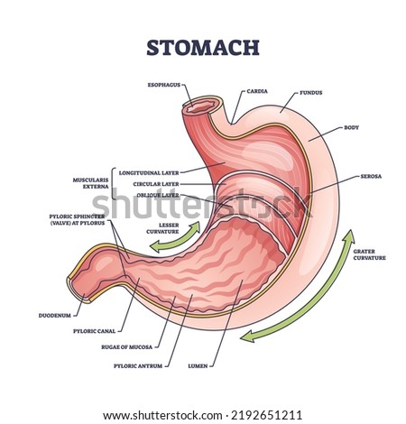 Stomach anatomy or digestive organ detailed inner structure outline diagram. Labeled educational scheme with medical physiology or internal colon parts vector illustration. Muscularis externa