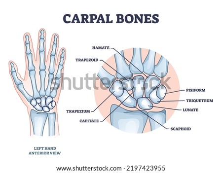 Carpal bones with hand palm skeletal structure and anatomy outline diagram. Labeled educational scheme with medical left hand model and isolated hamate, trapezoid or pisiform bone vector illustration.