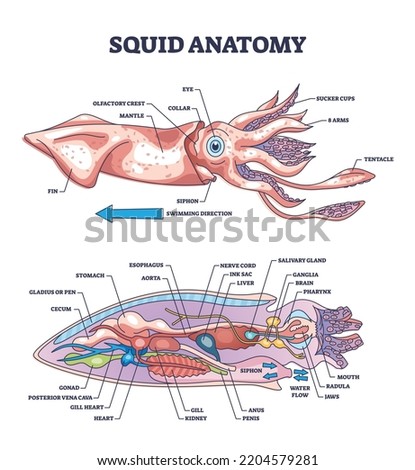 Squid anatomy and underwater creature inner biological parts structure outline diagram. Labeled educational zoology scheme with mollusc cross section and internal organs location vector illustration. Stockfoto © 