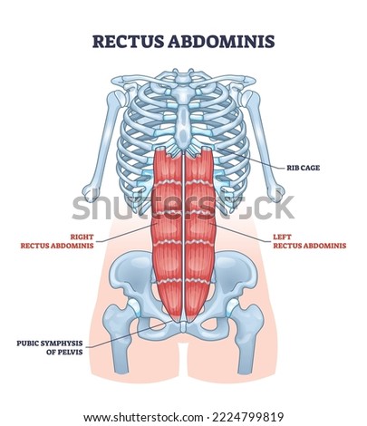 Rectus abdominis or abdominal abs muscular system anatomy outline diagram. Labeled educational medical scheme with isolated human stomach torso or belly waist muscle location vector illustration.