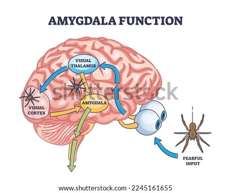 Amygdala function with brain response to fear stimulus outline diagram. Labeled educational medical scheme with fearful threat input, visual thalamus and cortex connection process vector illustration