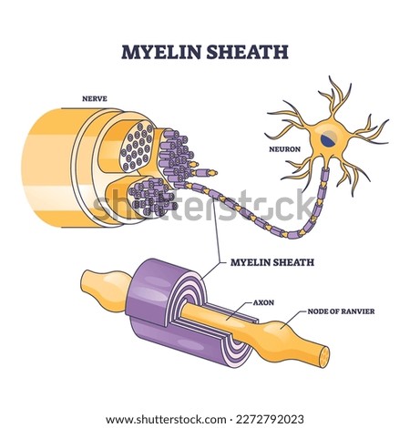 Myelin sheath as insulation layer for brain or spinal nerve outline diagram. Labeled educational anatomical scheme with physiological neuron, axon and node of ranvier location vector illustration.