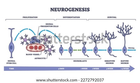 Neurogenesis as detailed neuron development process stages outline diagram. Labeled educational scheme with brain cells growth vector illustration. Proliferation, differentiation and survival steps.