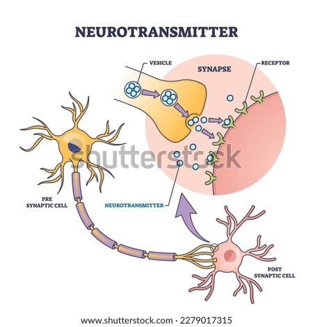 Neurotransmitter process with synapse, vesicle and receptors outline diagram. Labeled educational scheme with neurology chemical messengers for serotonin or dopamine production vector illustration.