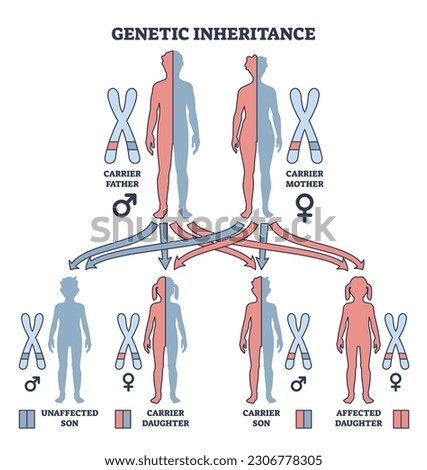 Genetic inheritance as two alleles in gene pair are inherited outline diagram. Labeled educational scheme with genetic interaction and effect for offspring vector illustration. Biological explanation