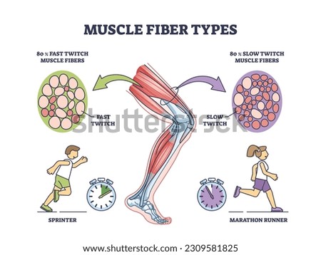 Muscle fiber types with fast and slow twitch fibers anatomy outline diagram. Labeled educational medical scheme with muscular cross section for sprinter and marathon runners vector illustration.