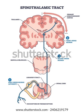 Spinothalamic tract as neural pathway to brain thalamus outline diagram. Labeled educational anatomy scheme with primary somatosensory cortex, medulla oblongata or lissauers tract vector illustration