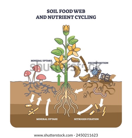 Soil food web and nutrient cycling as plant biological cycle outline diagram. Labeled educational scheme with old leaves decomposition, nitrogen fixation or mineral uptake process vector illustration
